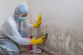 Why You Should Choose Our Mold Remediation Services in North Highlands, CA